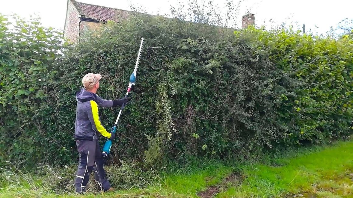 Preserve Mature Trees with tree surgeon Heald Green Professional Care