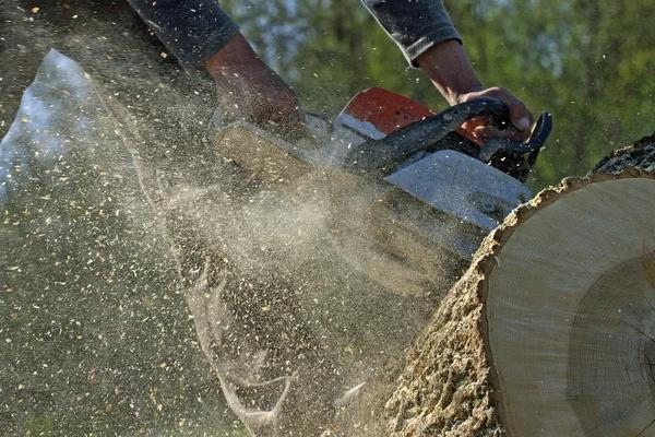 Tree Removal Service Mobile with Exceptional Customer Care